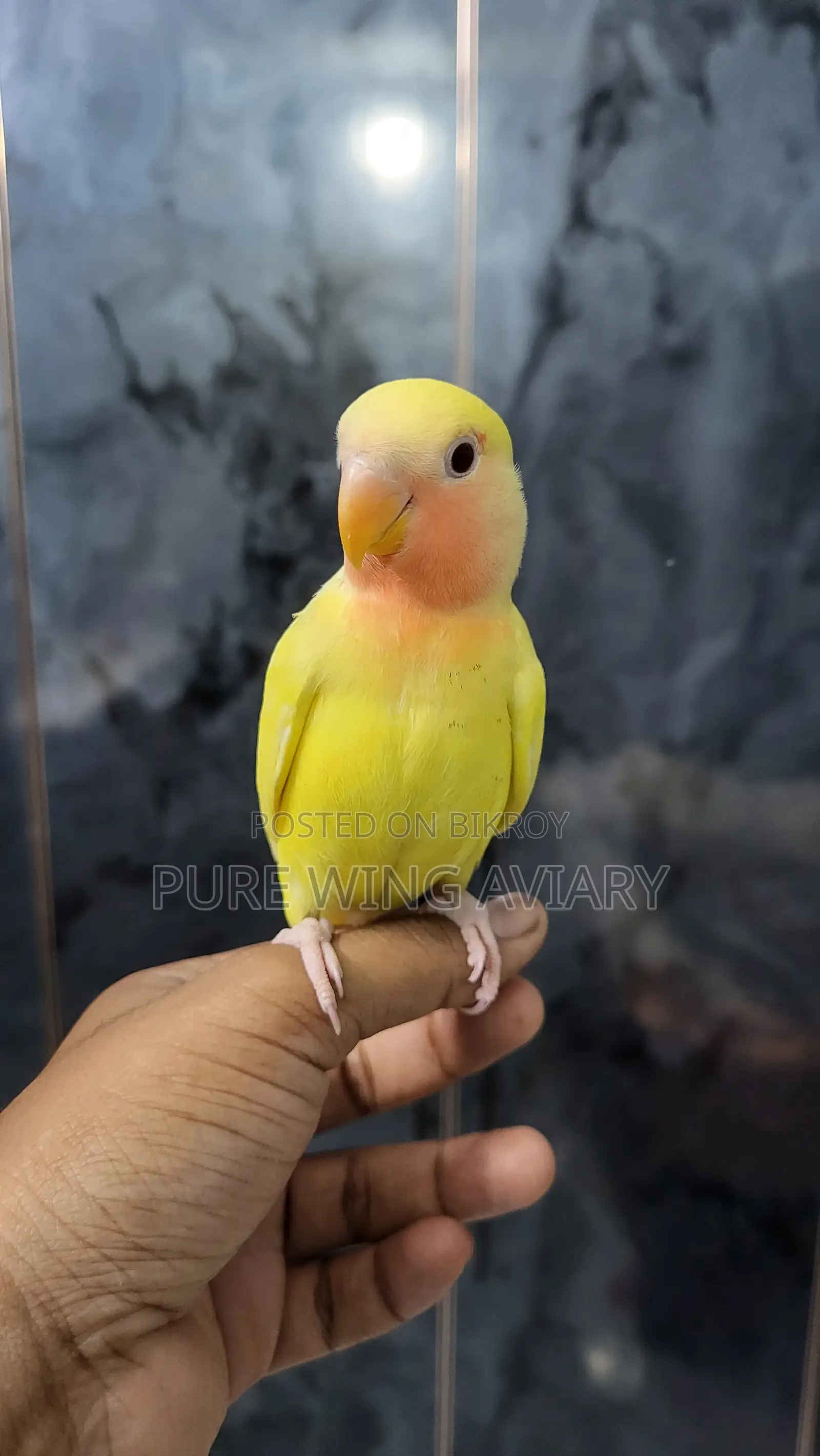 Tame size, tame, semi-adult lovebirds