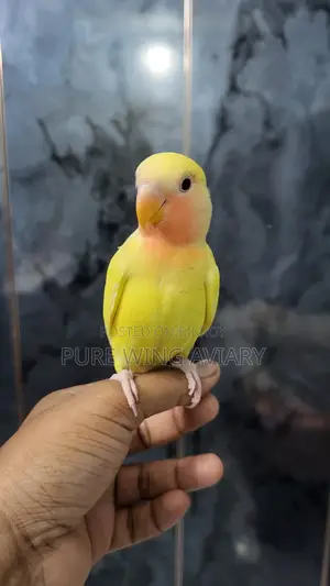 Tame size, tame, semi-adult lovebirds