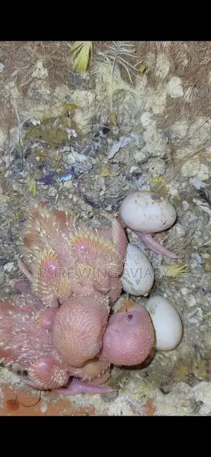 Tame size, tame, semi-adult lovebirds