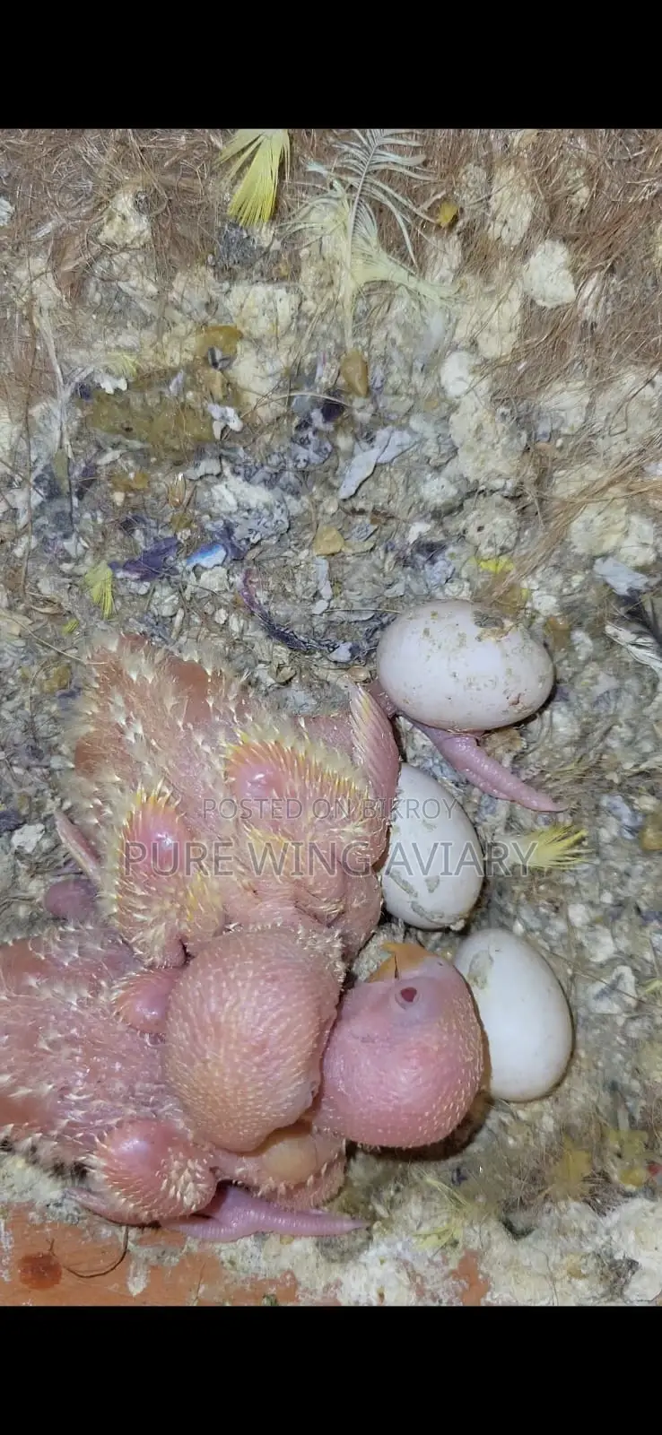 Tame size, tame, semi-adult lovebirds