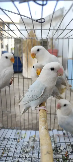 Tame size, tame, semi-adult lovebirds