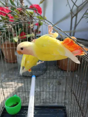 Tame size, tame, semi-adult lovebirds