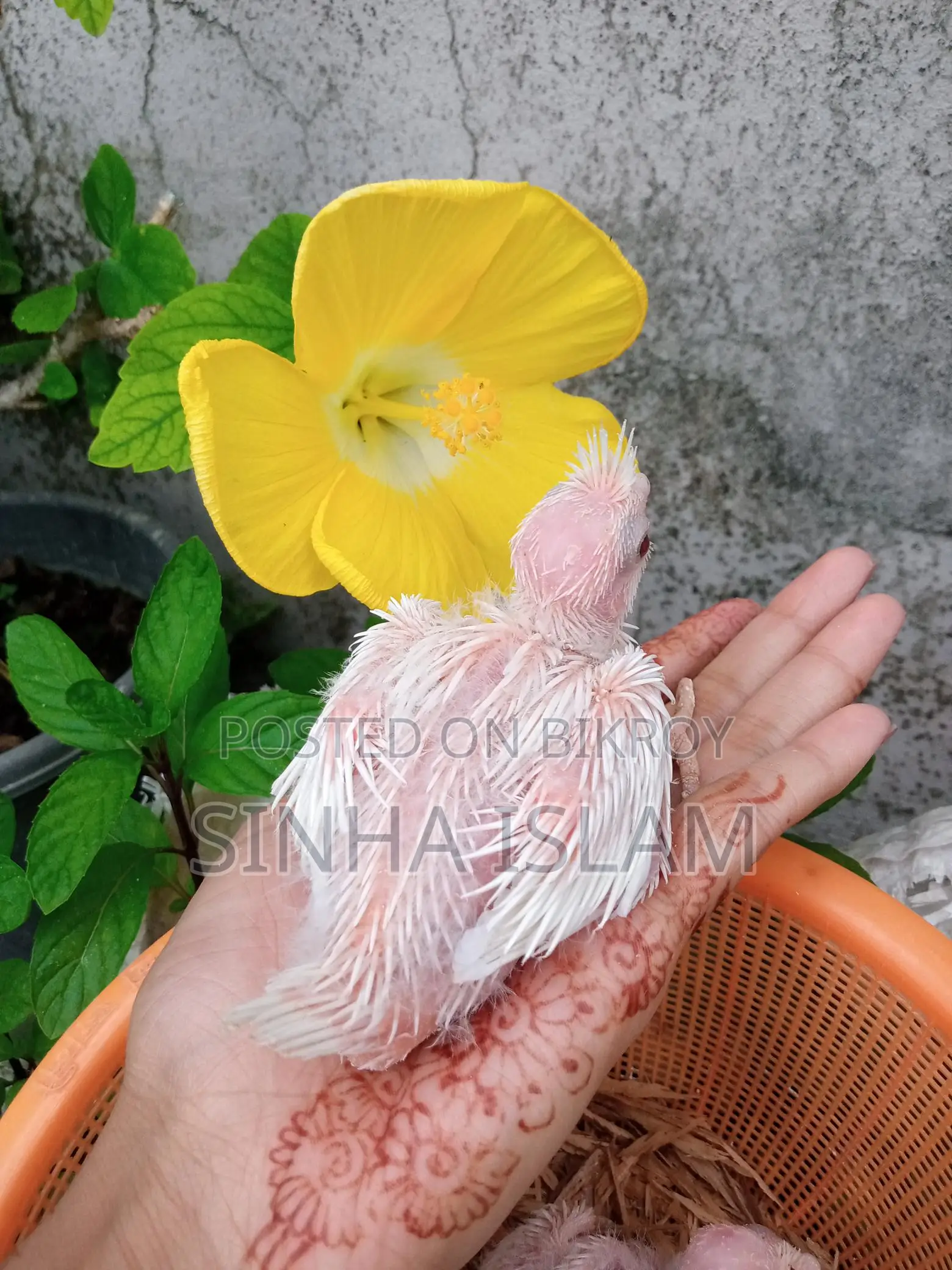 Cockatiel