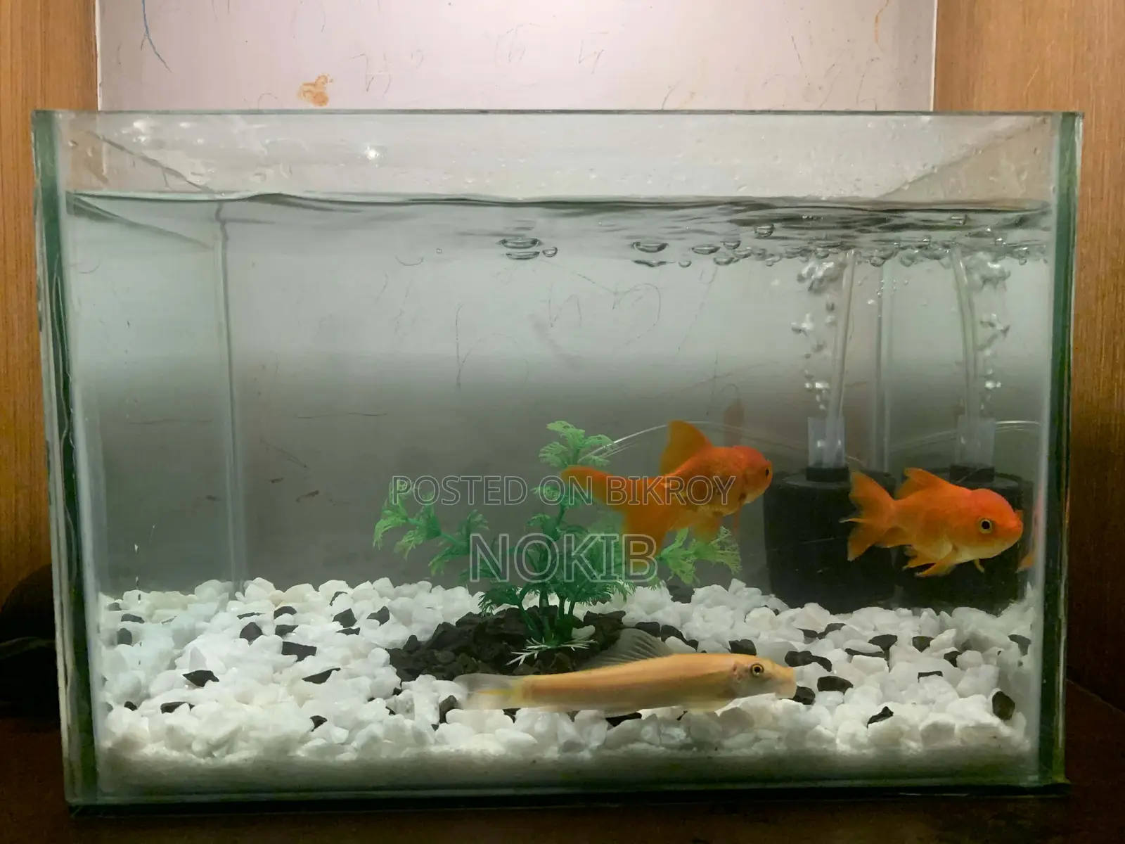 Aquarium Setup for Sale