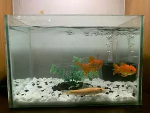 Aquarium Setup for Sale