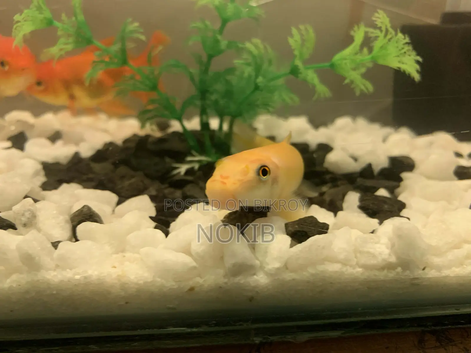 Aquarium Setup for Sale
