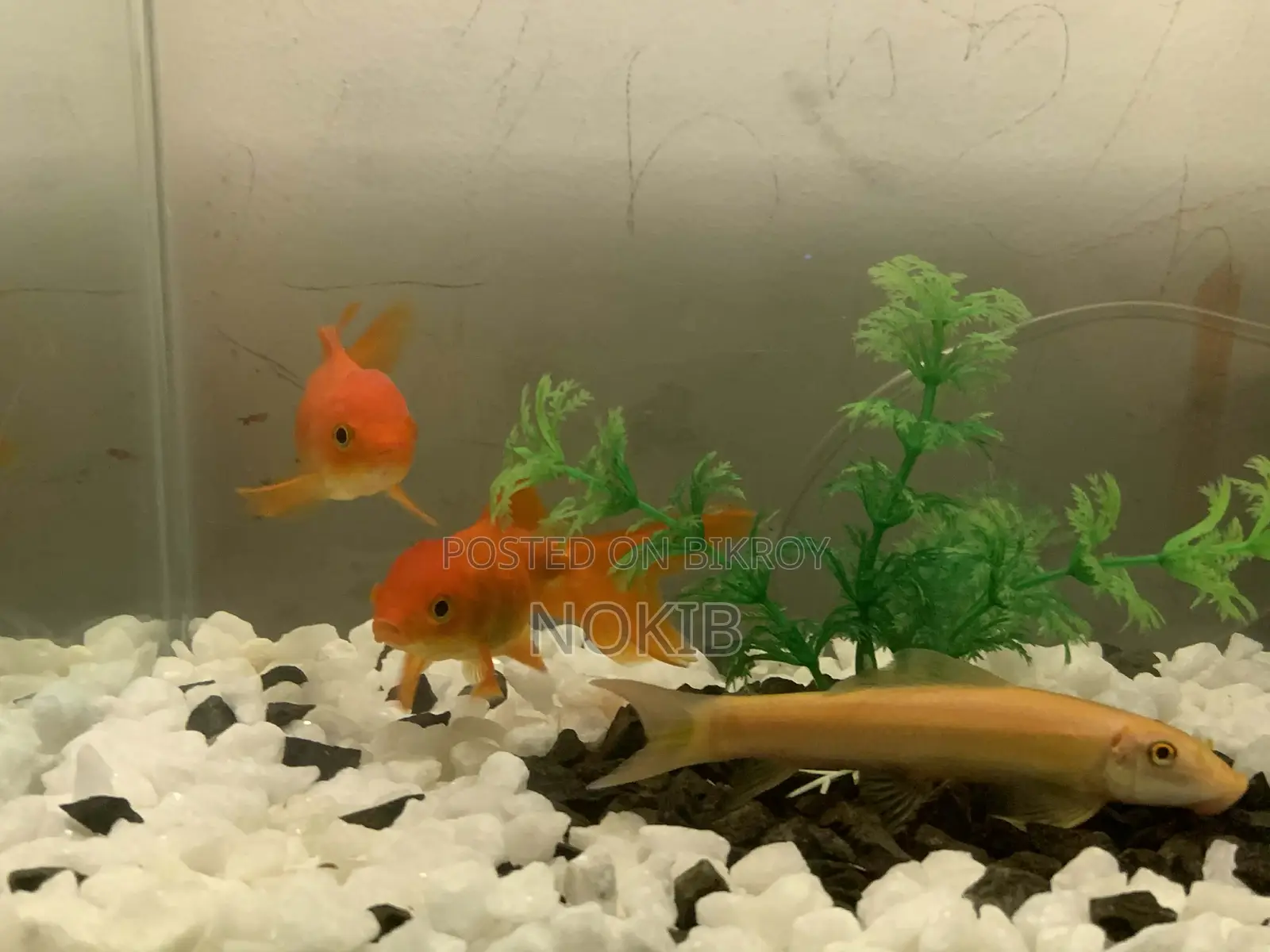 Aquarium Setup for Sale