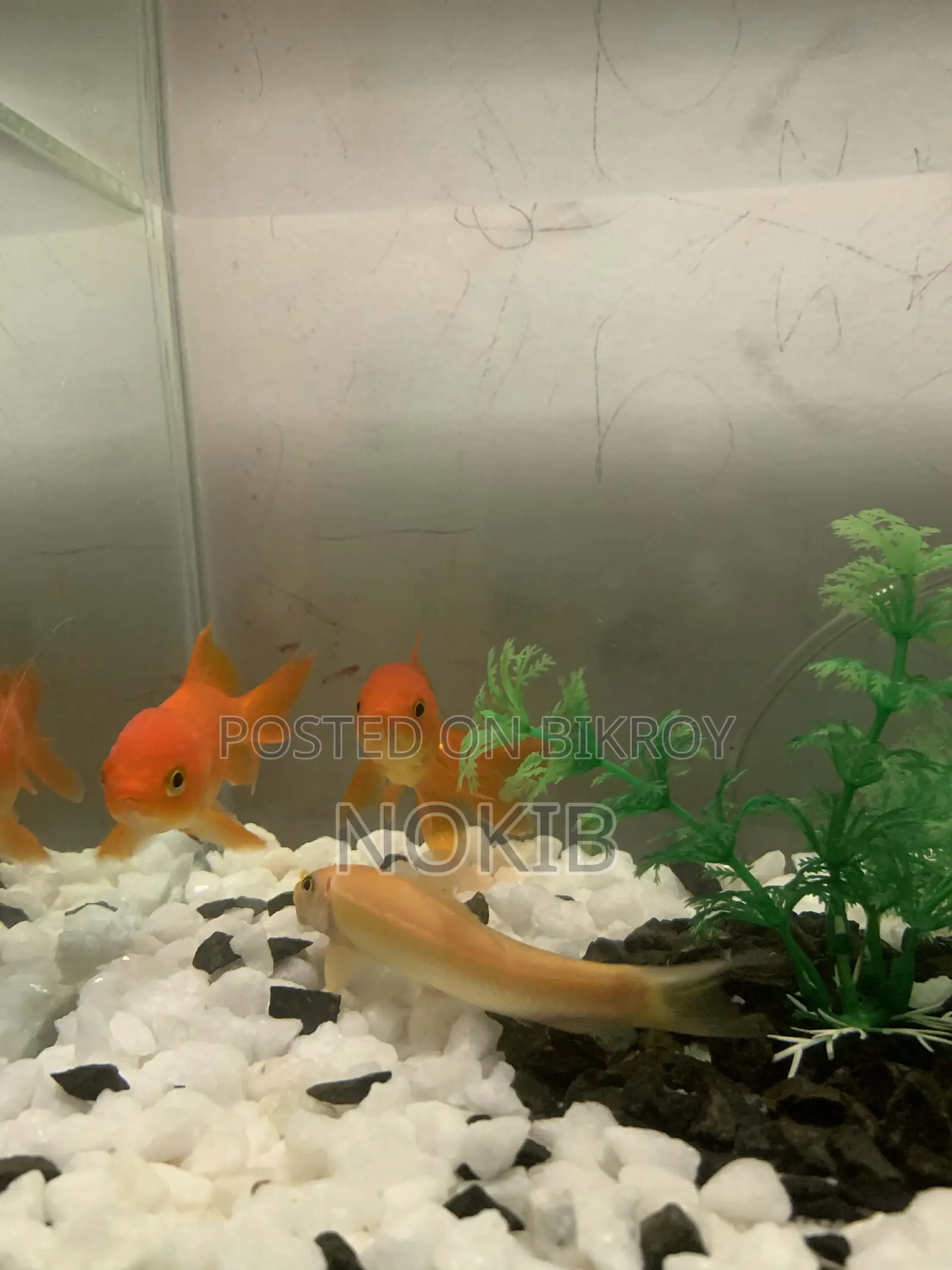 Aquarium Setup for Sale