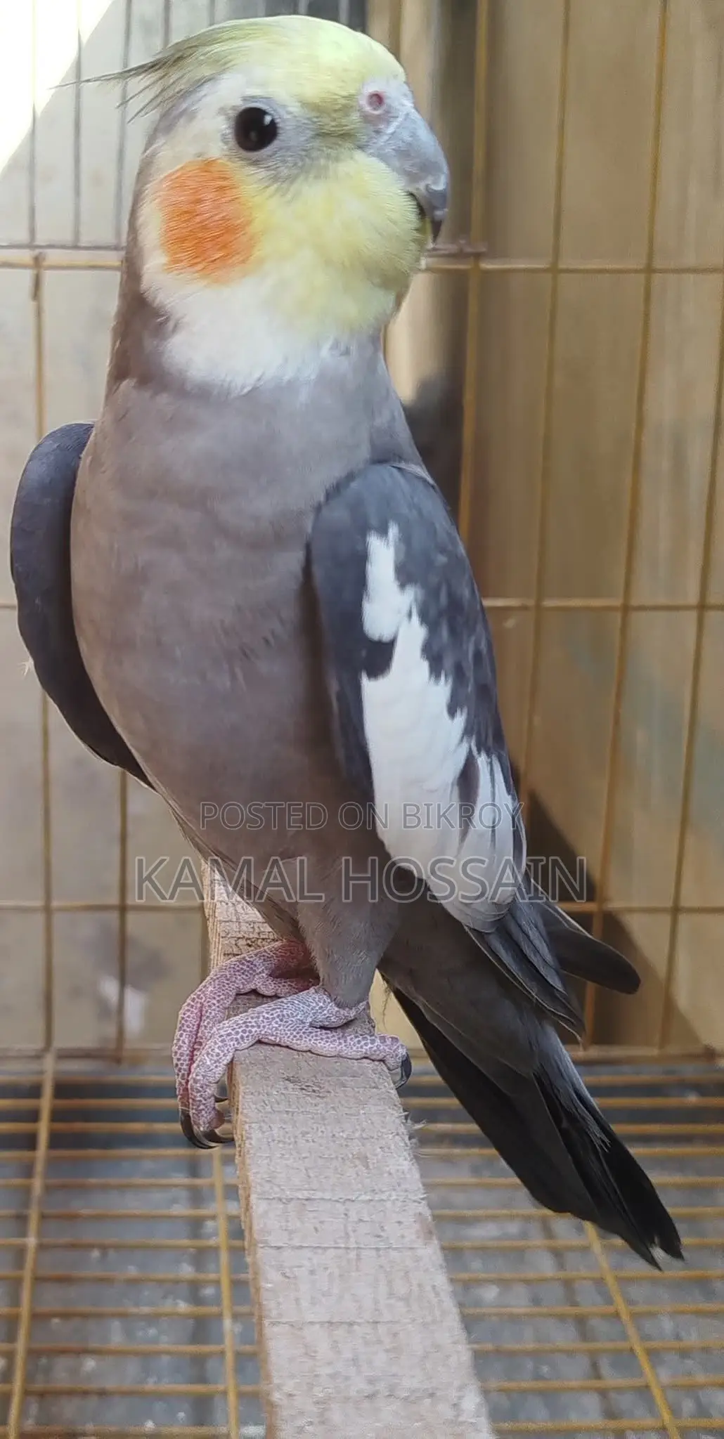 কোকাটেল বিক্রি করবো