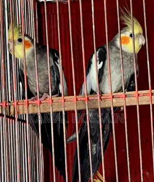 কোকাটেল বিক্রি করবো