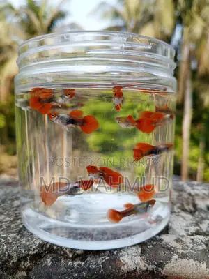 Koi Tuxedo Guppy Fish