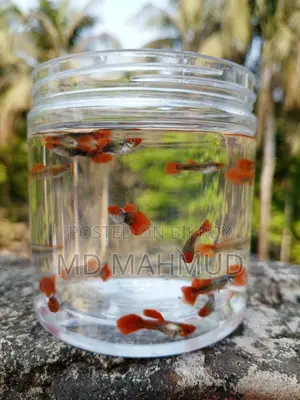 Koi Tuxedo Guppy Fish