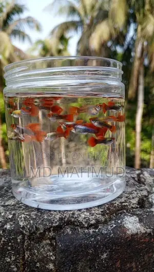 Koi Tuxedo Guppy Fish