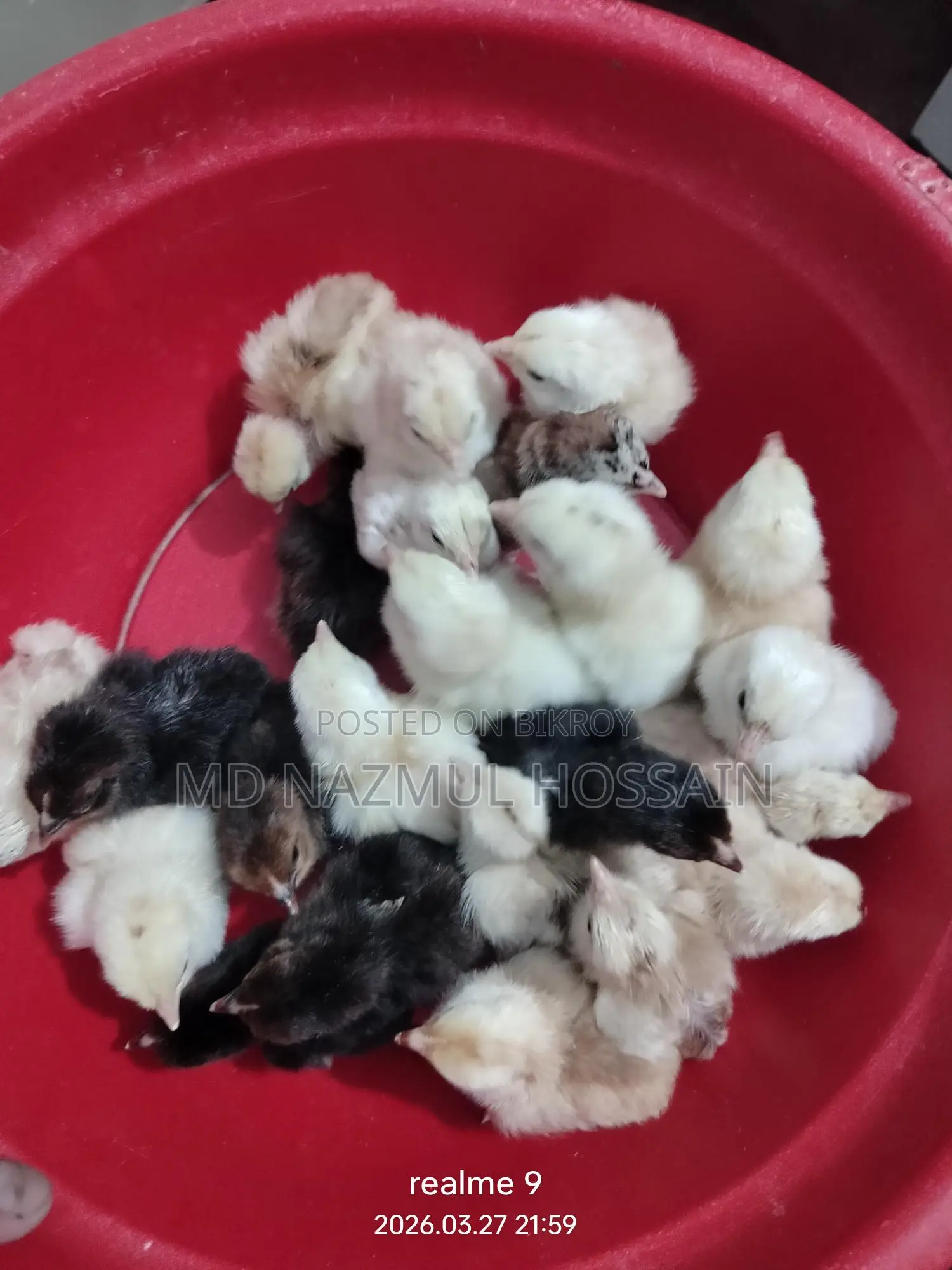 দেশি মুরগির বাচ্চা