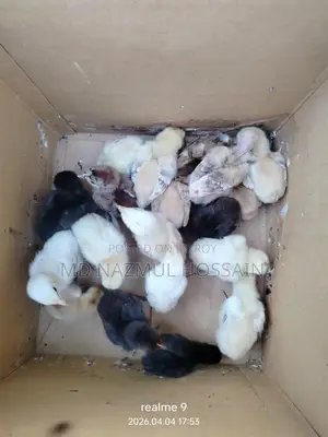 দেশি মুরগির বাচ্চা