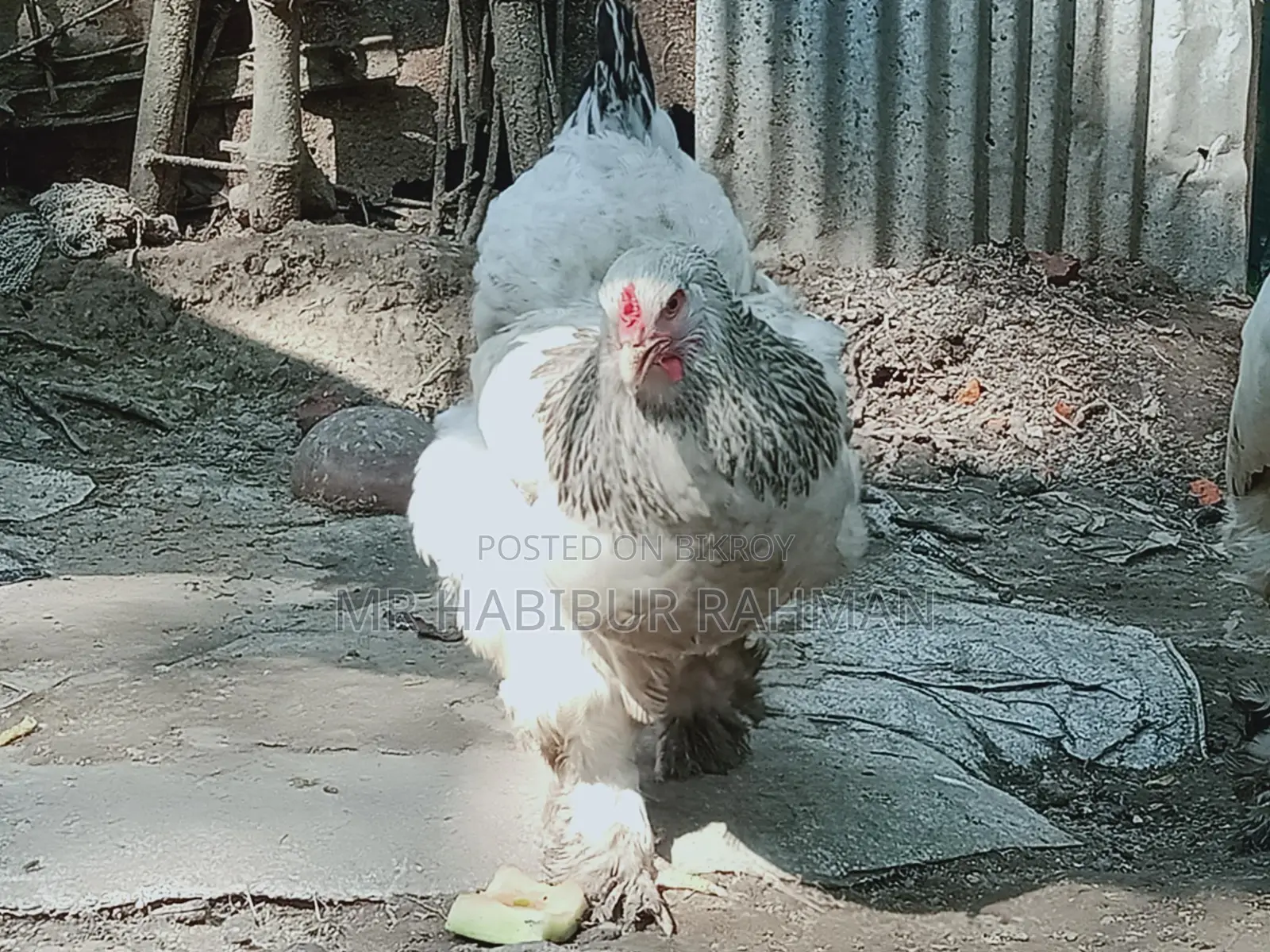 ব্রাহমা জাতের মুরগির বাচ্চা