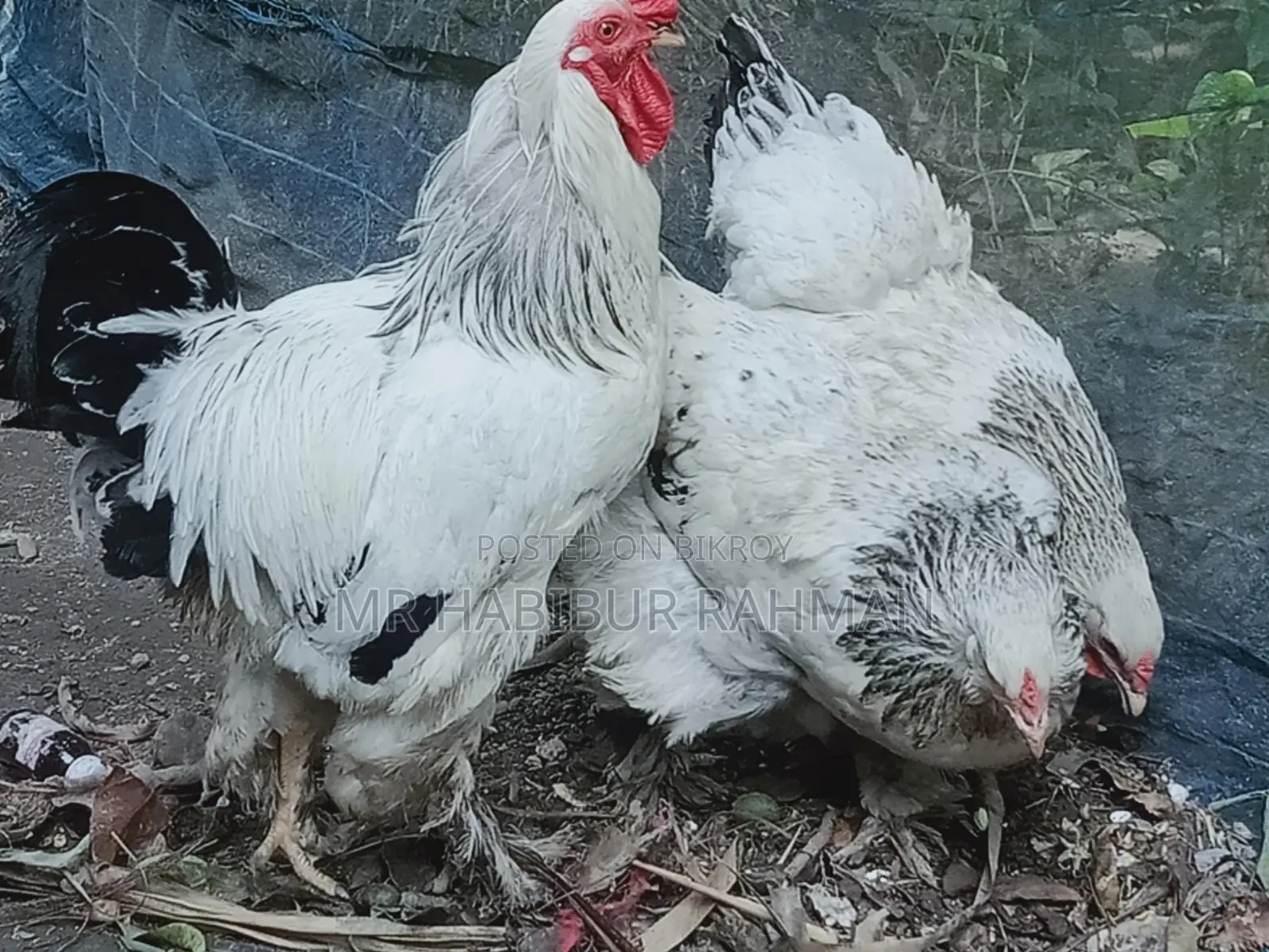 ব্রাহমা জাতের মুরগির বাচ্চা