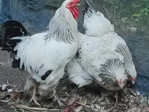 ব্রাহমা জাতের মুরগির বাচ্চা