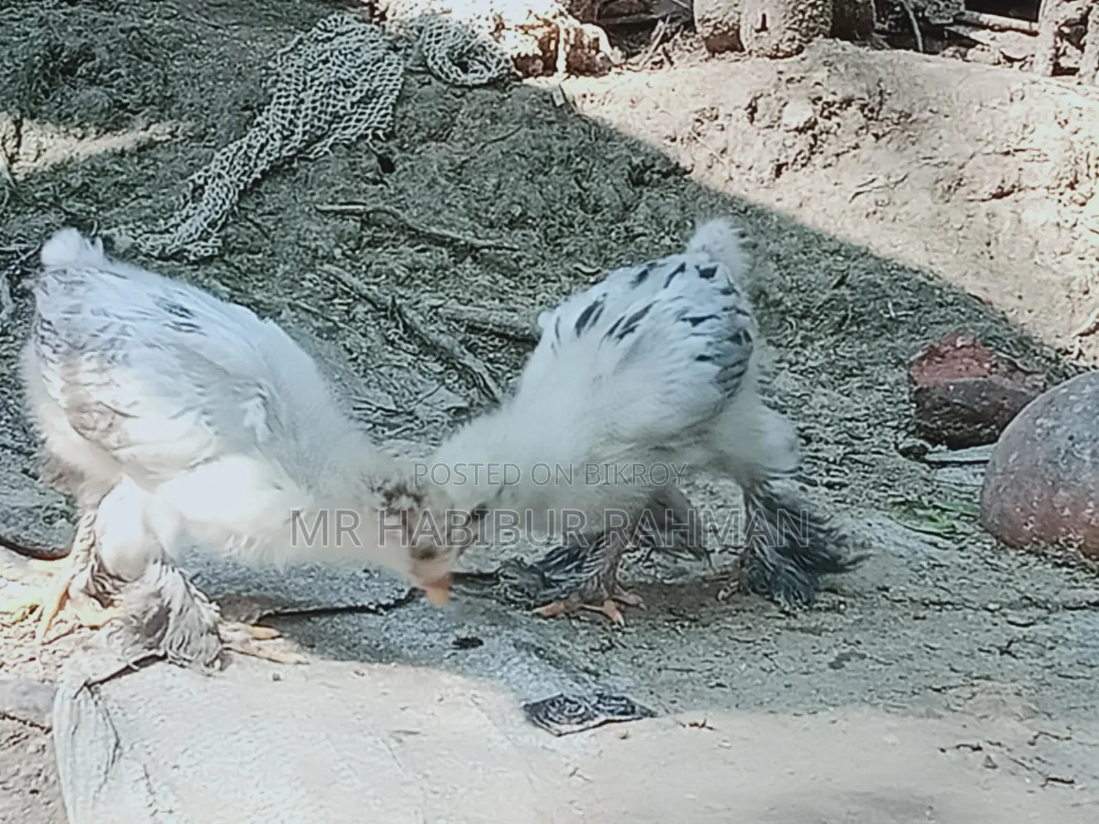 ব্রাহমা জাতের মুরগির বাচ্চা