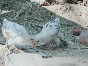 ব্রাহমা জাতের মুরগির বাচ্চা