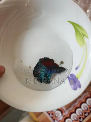 Betta Fish