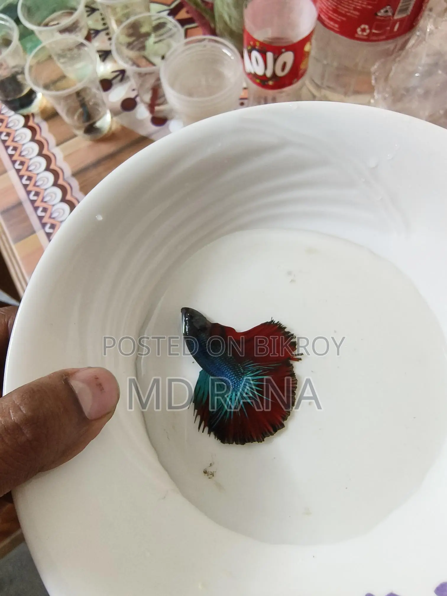 Betta Fish