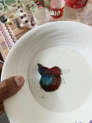 Betta Fish