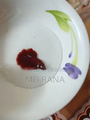 Betta Fish