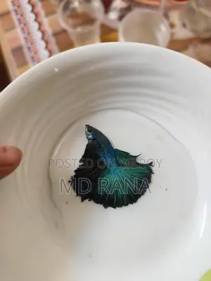 Betta Fish