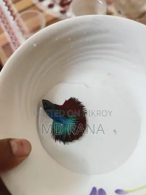 Betta Fish