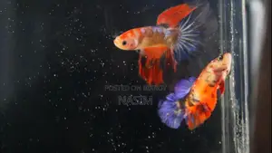 Candy Fancy Betta