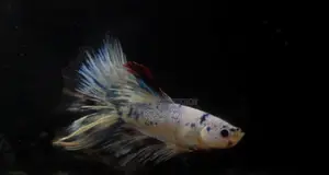 Candy Fancy Betta