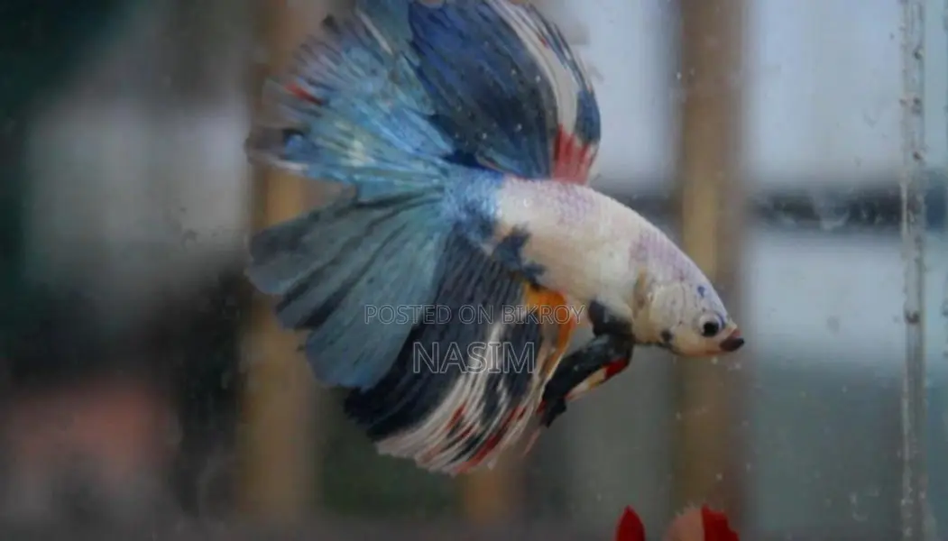 Candy Fancy Betta