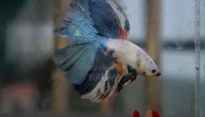 Candy Fancy Betta