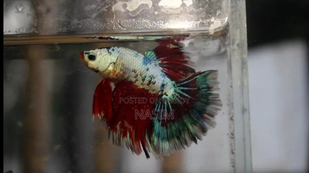 Candy Fancy Betta