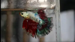 Candy Fancy Betta