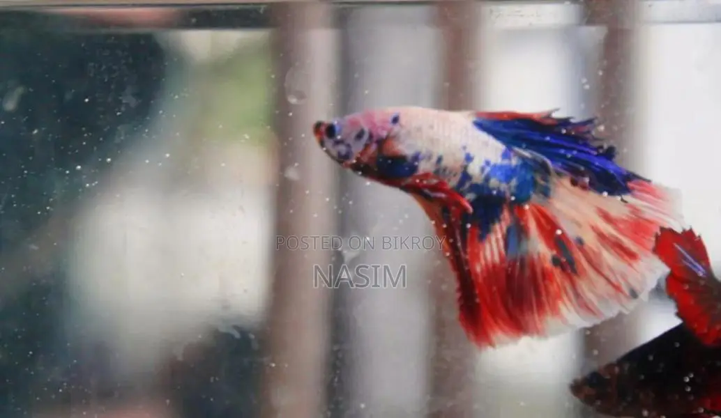 Candy Fancy Betta