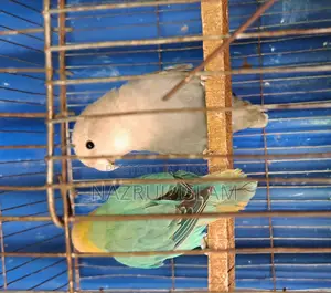 Lovebird