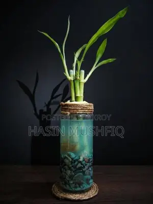 Lucky Bamboo