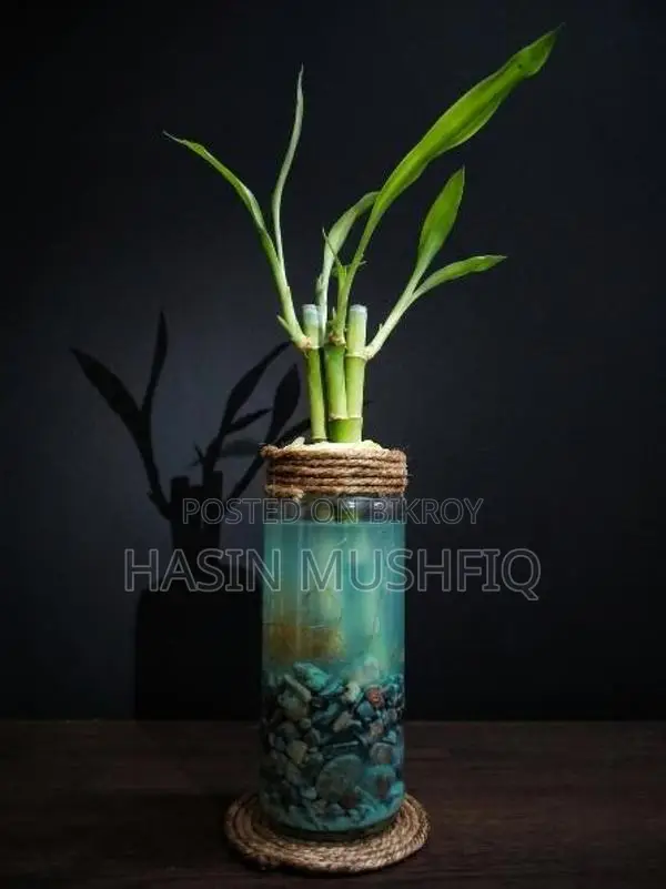 Lucky Bamboo