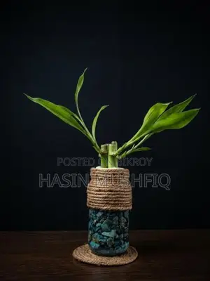 Lucky Bamboo