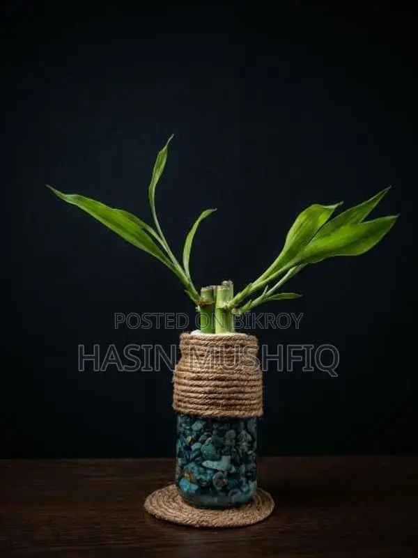 Lucky Bamboo