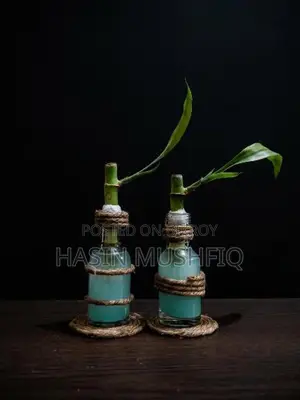 Lucky Bamboo