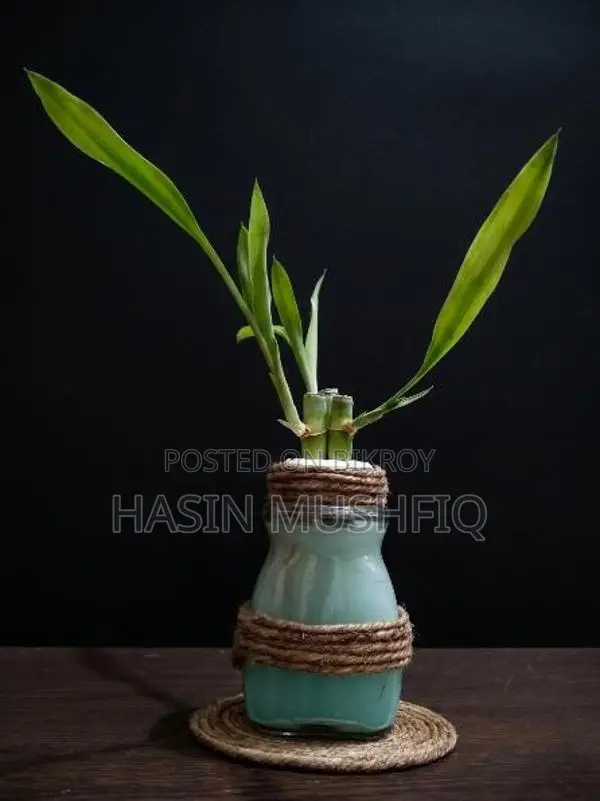 Lucky Bamboo