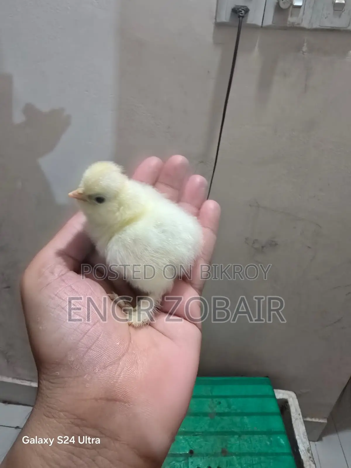Turkey Sultan Baby