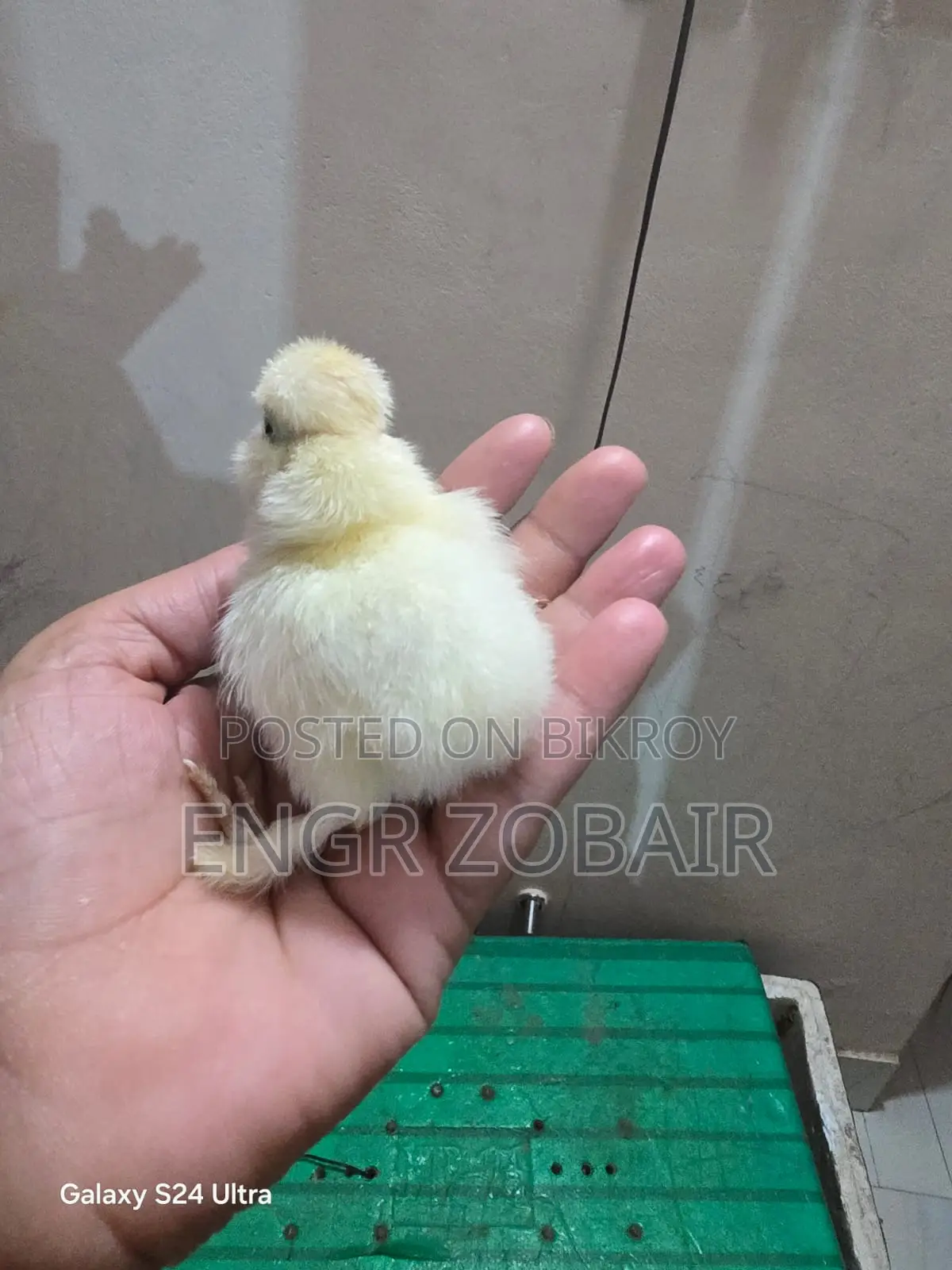 Turkey Sultan Baby