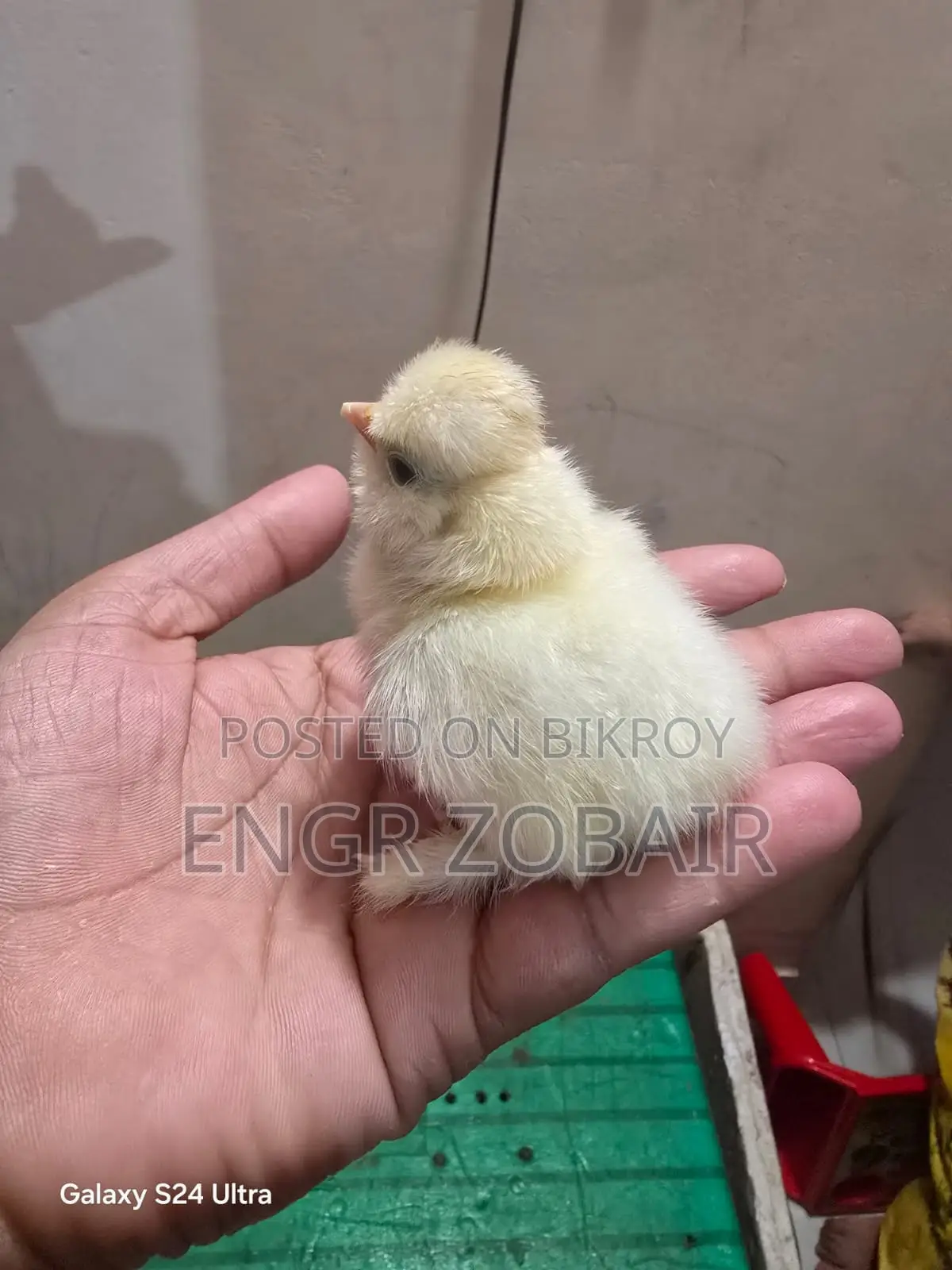 Turkey Sultan Baby