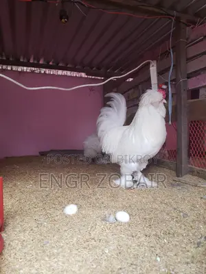 Turkey Sultan Baby