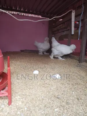 Turkey Sultan Baby