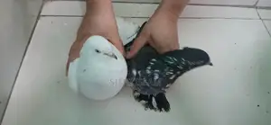 Bird for Sale